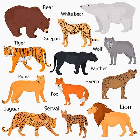 terrestrial animals pictures|Terrestrial Animal royalty.